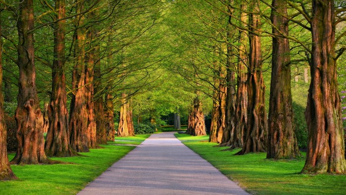 Tree-lined path in a park