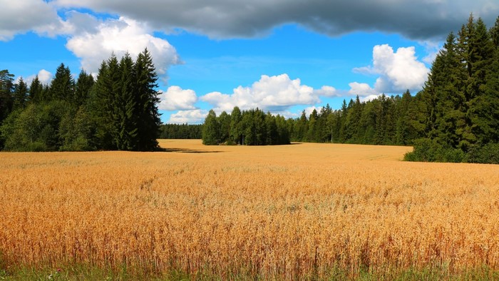 Golden wheat field with forest and clouds