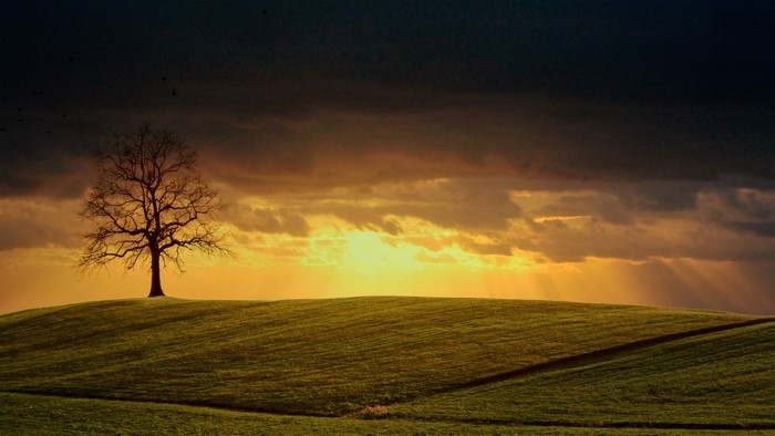 Tree on a hill at sunset