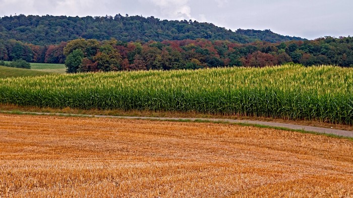 Harvested field and cornfield with forest background