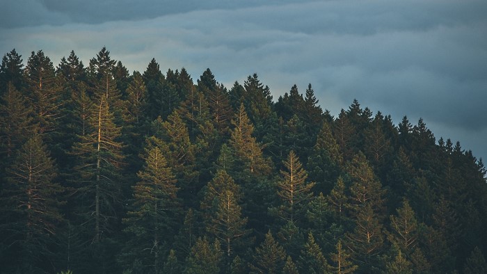 Dense forest of evergreen trees under a cloudy sky