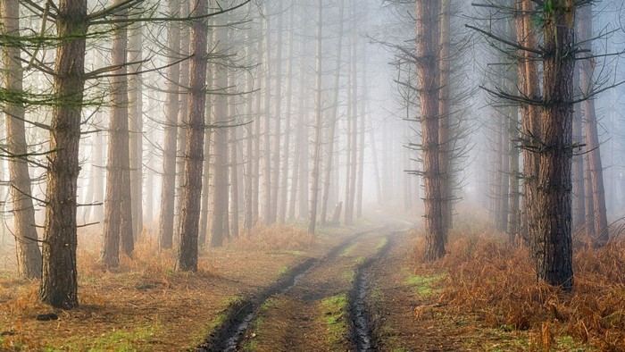 Misty forest path with pine trees