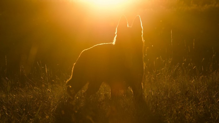 Dog silhouette in golden sunlight