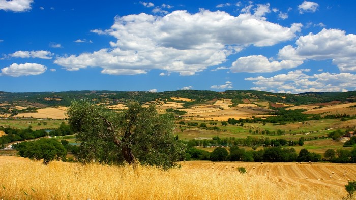 Tuscan landscape with rolling hills and olive tree