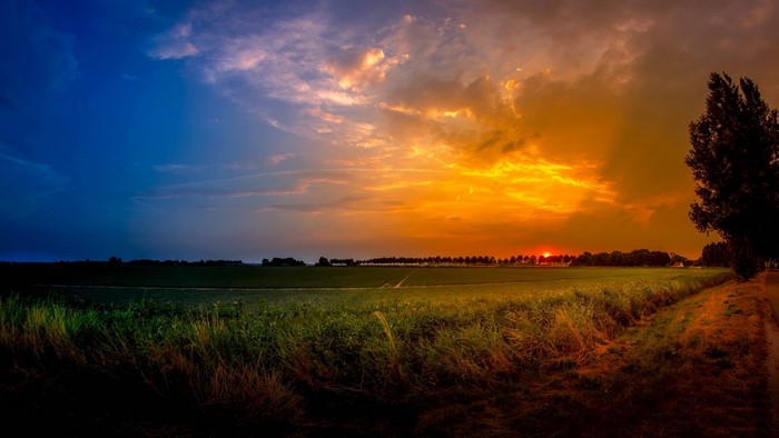 Sunset over a field with a tree