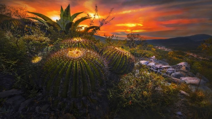 Barrel Cactus and Agave at Sunset