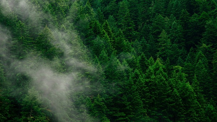 Misty evergreen forest