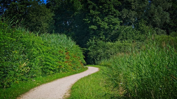 A winding path through a green forest with tall grass