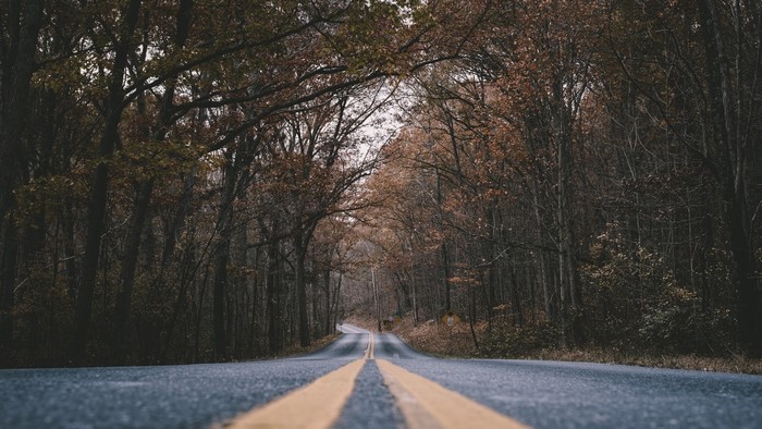 Road through autumn forest