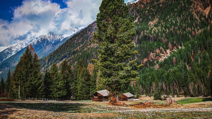 Mountain forest with snow-capped peaks and cabins