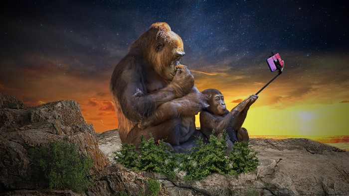 Gorillas Taking a Selfie at Sunset
