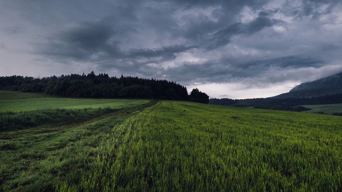 Green field with dark clouds and forest