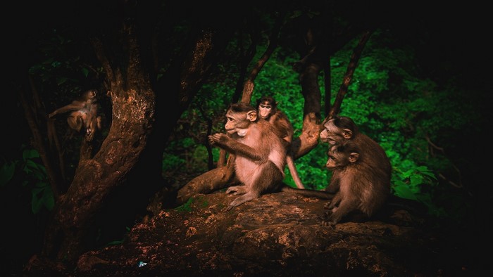 Monkeys sitting on a rock in a forest