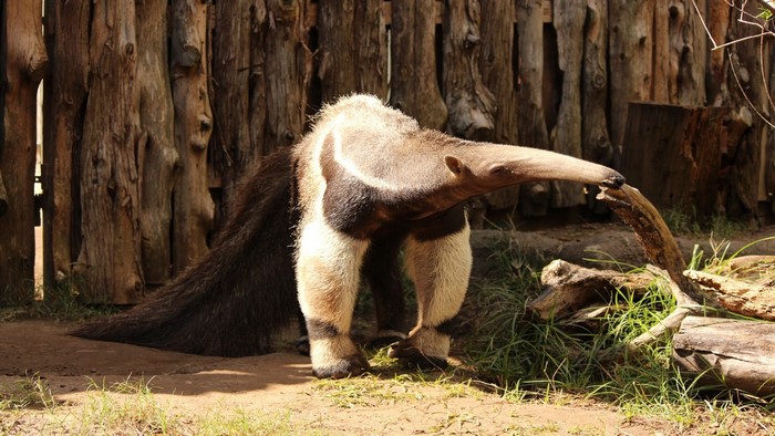 Giant anteater in an enclosure