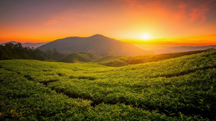 Tea plantation at sunset
