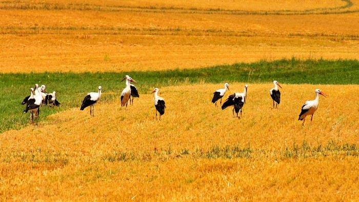 Storks in a golden field