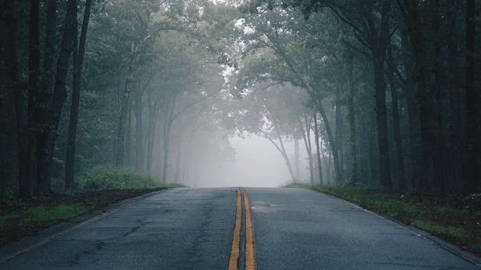 A foggy road through a forest
