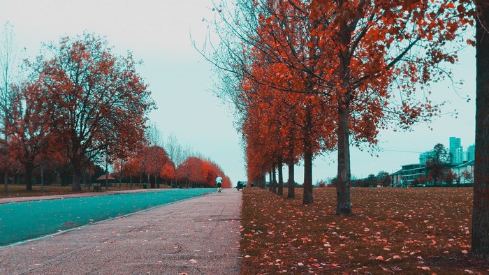 Autumn park with trees and path