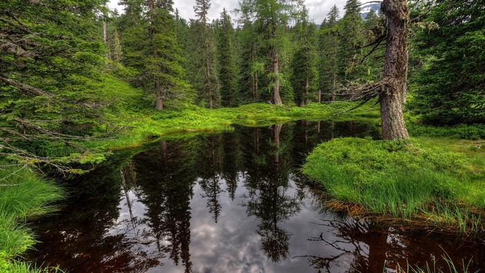 Forest pond with reflections of trees