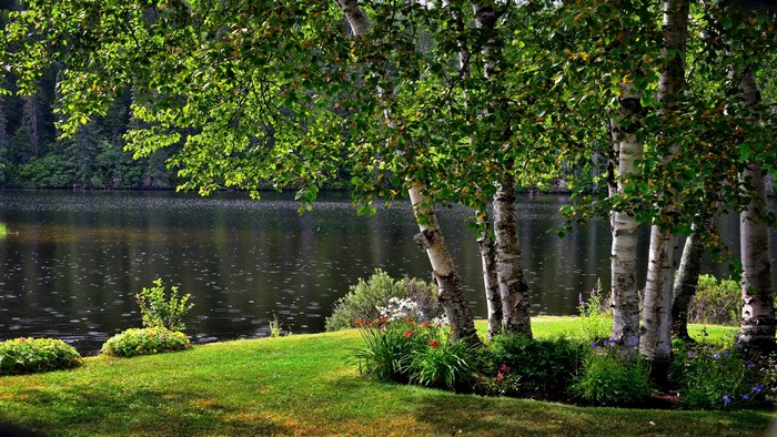 Birch trees by a lake with green grass