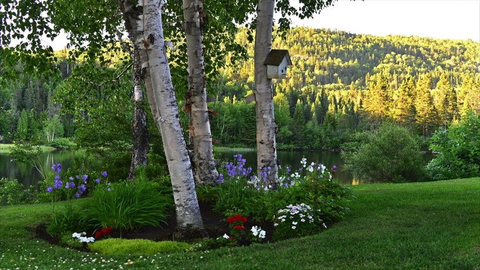 Birch trees by a lake with a birdhouse