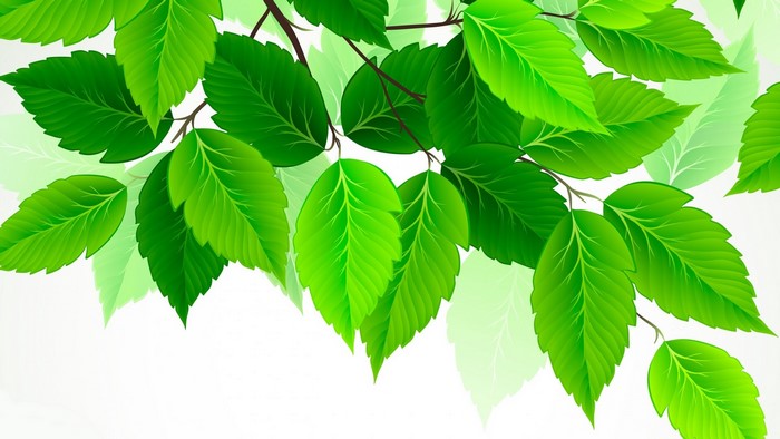 Green leaves on branches