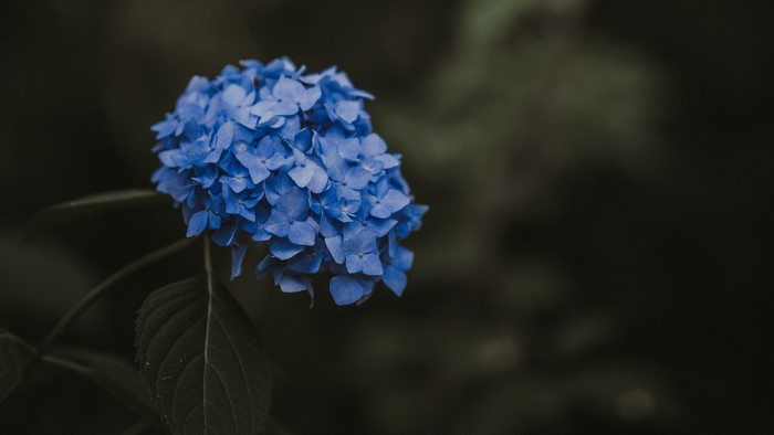 Blue Hydrangea Flower