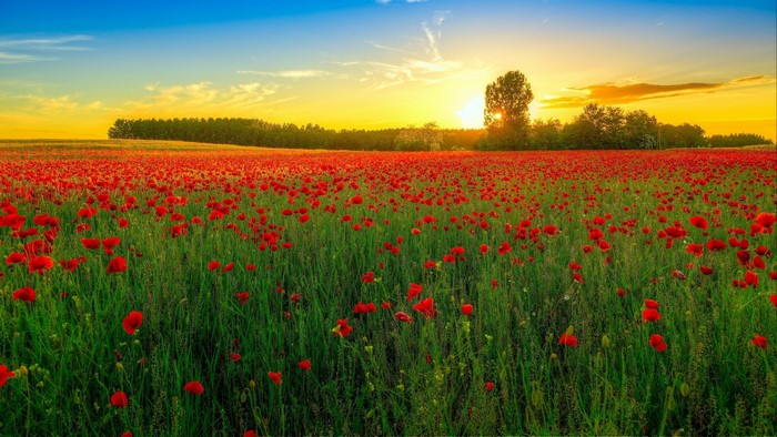 Field of red poppies at sunset