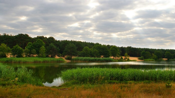 Lake surrounded by forest and reeds