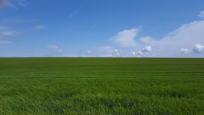 Green field under a blue sky