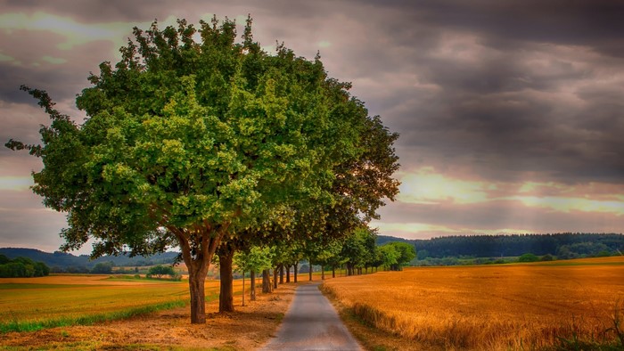 Country road lined with trees and fields
