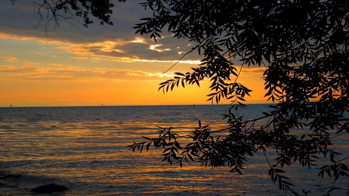 Sunset over the ocean with tree branches