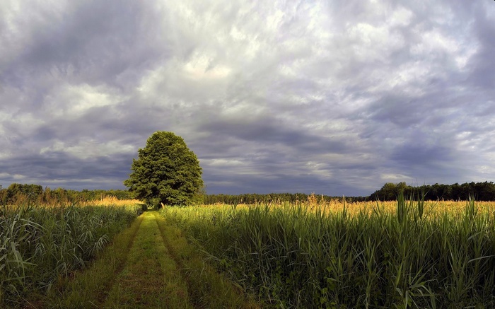 Path through a field under a cloudy sky