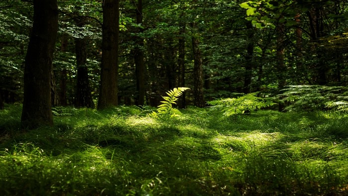 Sunlit fern in a dense forest