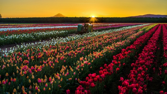 Sunrise over a colorful tulip field with a tractor