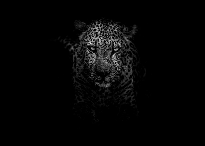Leopard in Kruger National Park