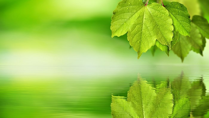 4K Green Leaves with Water Droplets Reflected in Water