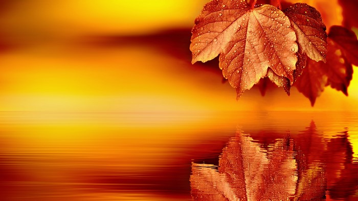 4K Autumn Leaves with Water Reflection
