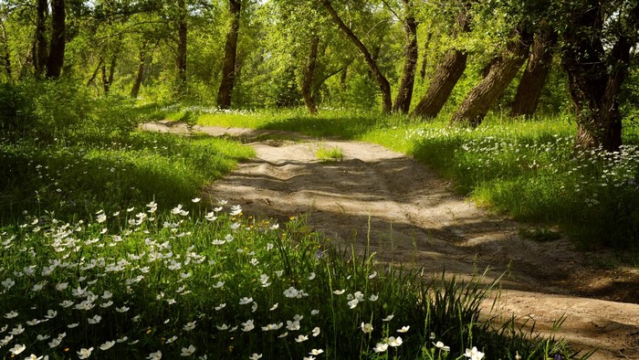 Dirt path through a sunlit forest with white flowers