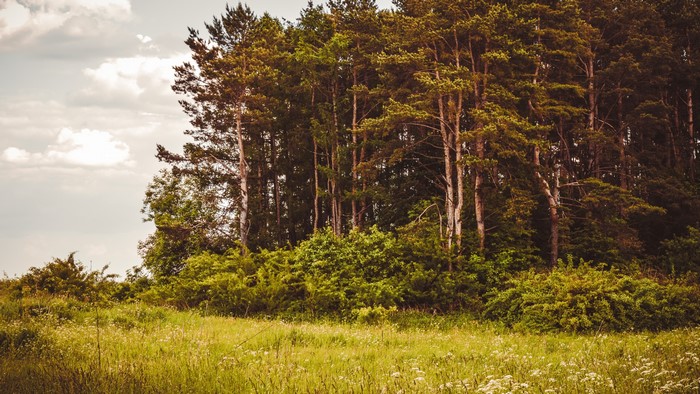 4K Nature Landscape with Forest and Meadow