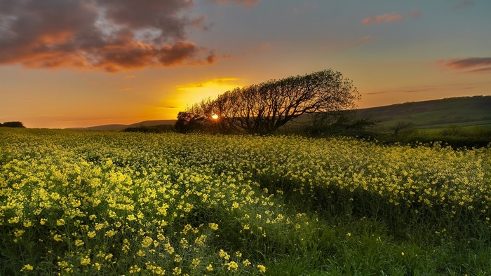 Sunset over a field of yellow flowers with a tree
