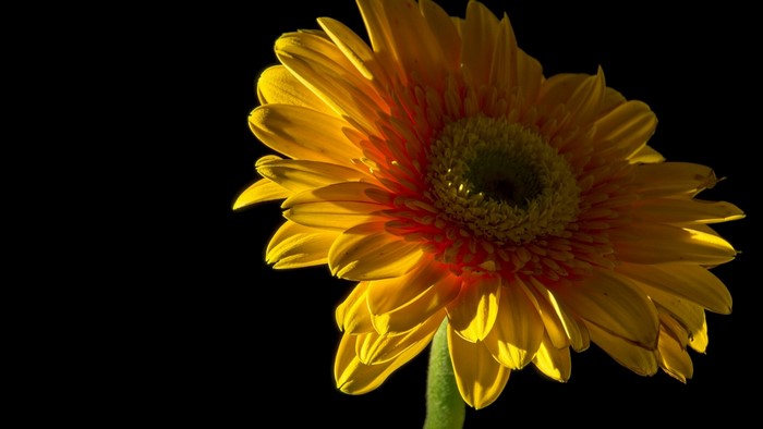 Yellow Gerbera Flower