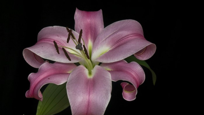 Pink Lily Flower