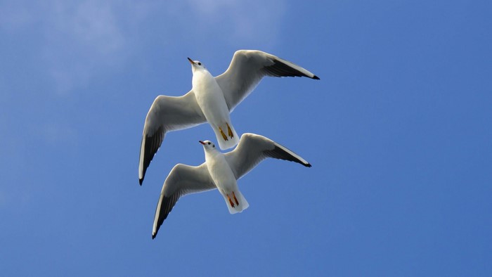 Two seagulls flying in a blue sky
