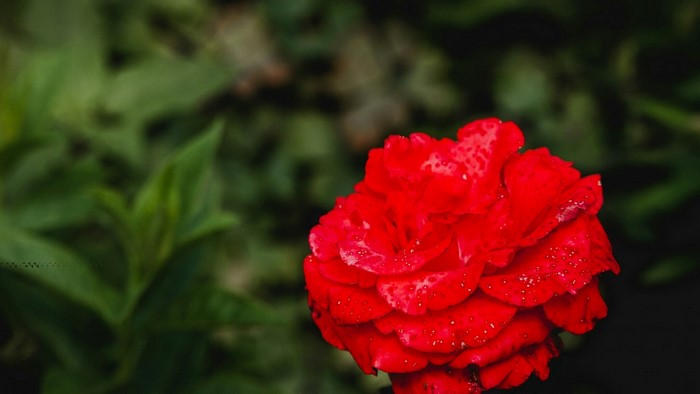 Red rose with water droplets