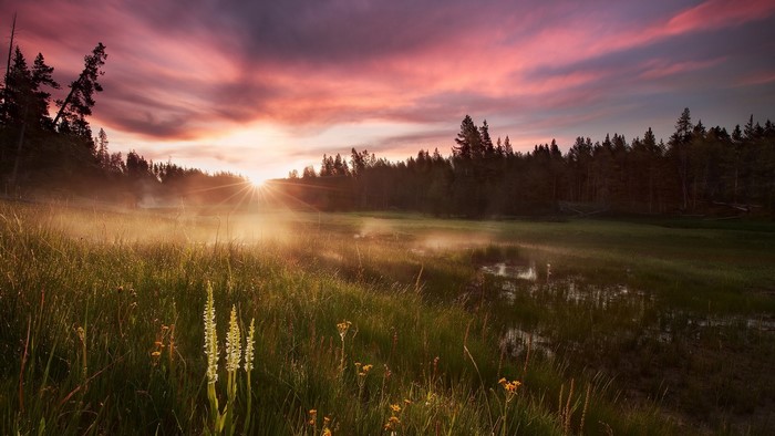 Sunrise over a misty meadow in Yellowstone National Park