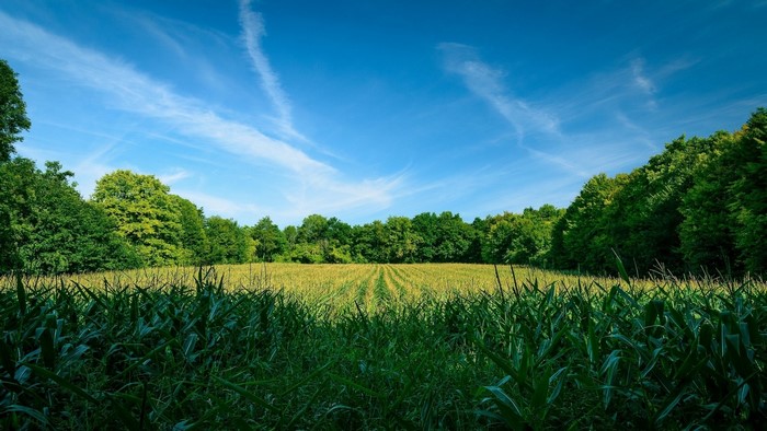 Cornfield with trees and blue sky