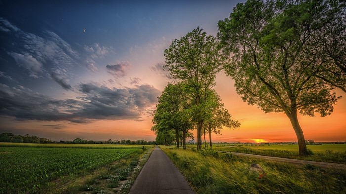 Country road with trees at sunset