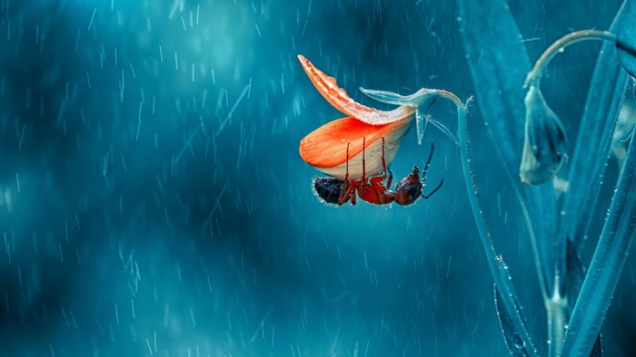 Ant holding onto a flower during rain