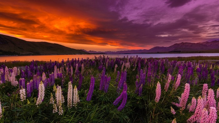Lake Tekapo New Zealand Lupins at Sunset
